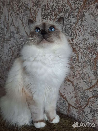 Священная,бирма -подрощенная кошечка