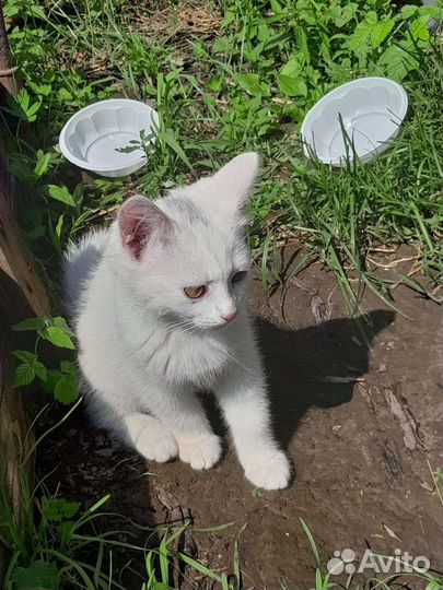 Кошка в дар