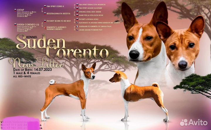 Щенки басенджи