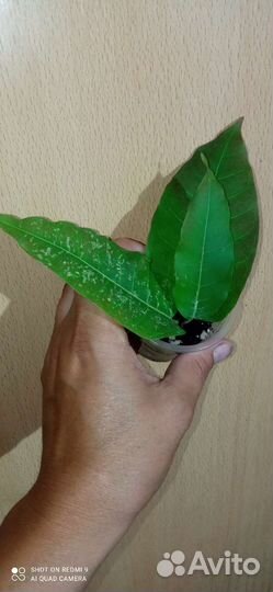 Фикусы разные