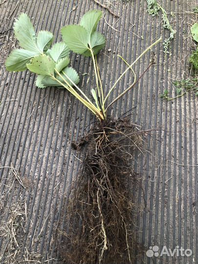 Рассада клубники