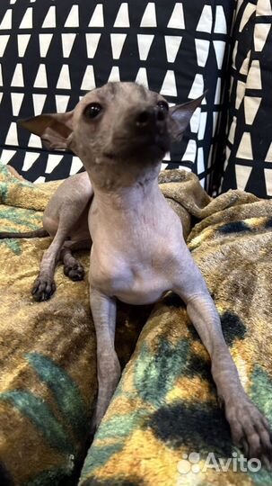 Мексиканская голая собака, Ксолоитцкуинтли