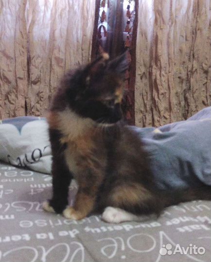 Котенок девочка в добрые руки