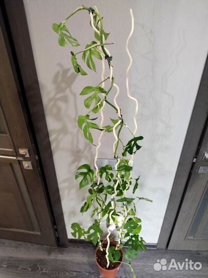 Монстера рафидофора минима