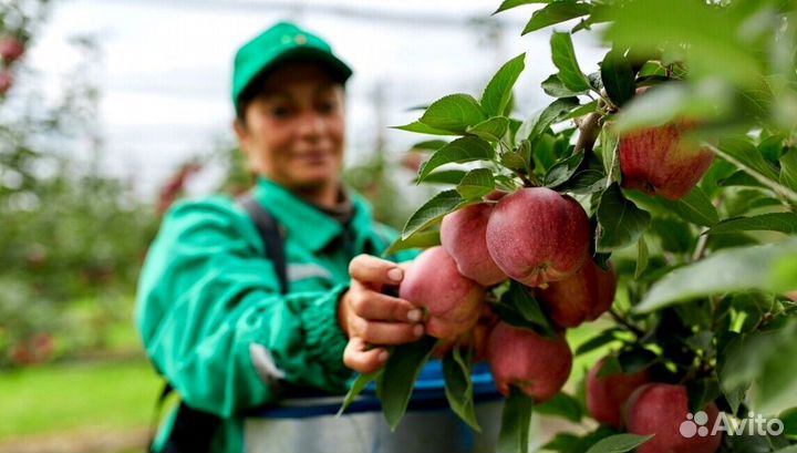 Сборщик яблок в саду с проживанием