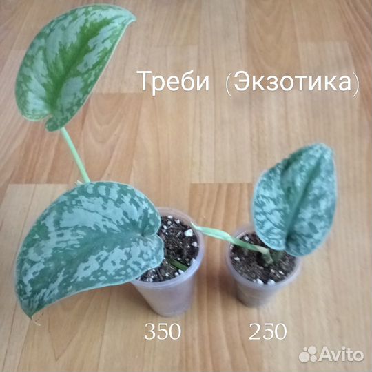 Сциндапсусы, эпипремнумы часть 1