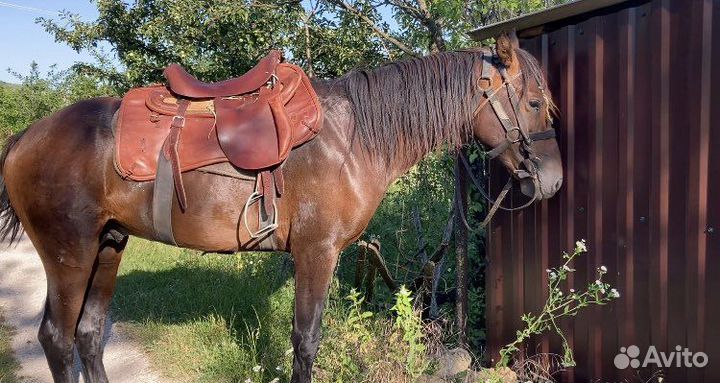 Карачаевский жеребец