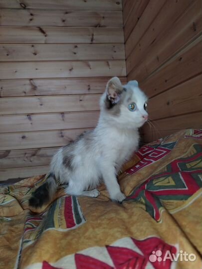 Котенок девочка в добрые руки