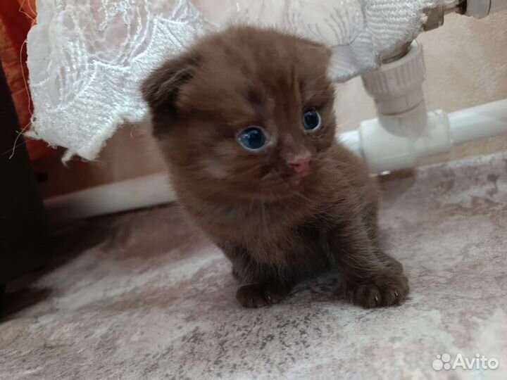 Шотландская кошка