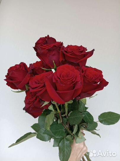 Розы красные, высокие