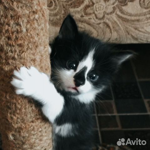 авито пятигорск животные