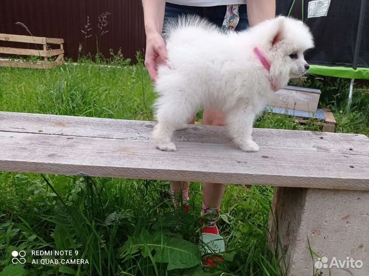 Мини самоедики(Японский шпиц)