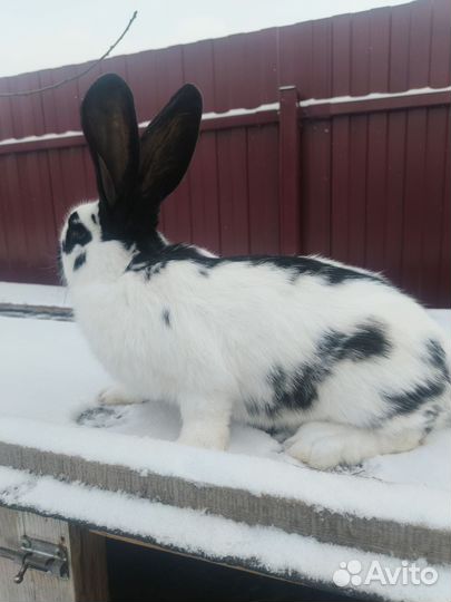 Кролики немецкий пестрый великан