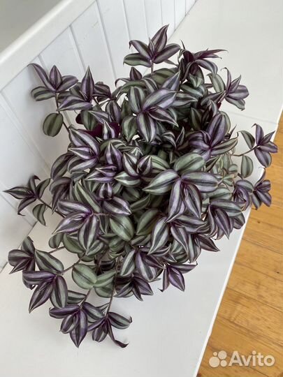 Традесканция зебрина