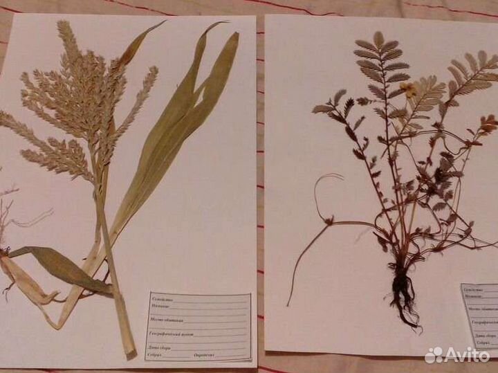 Гербарий в наличие, сырьё (фармакология) качество