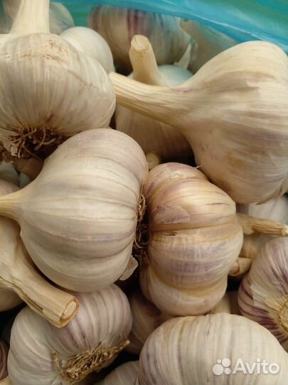 Чеснок