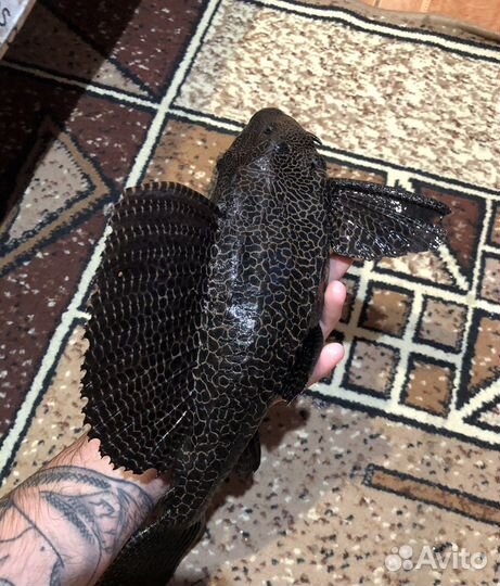 Аквариумные рыбки