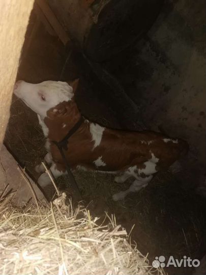 Теленок (телочка)