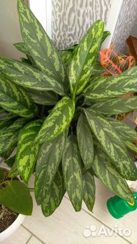 Аглаонема Мария, Сильвер Бей, фридман