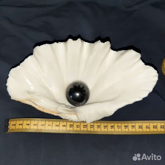 Большая морская раковина