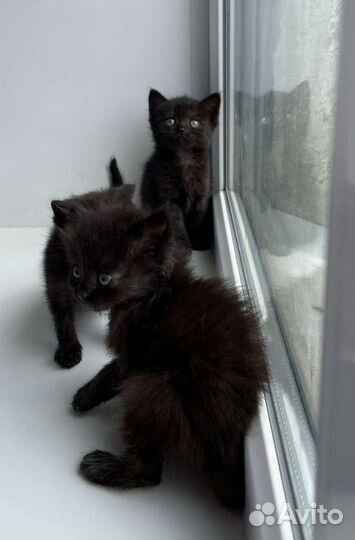 Две черные девочки