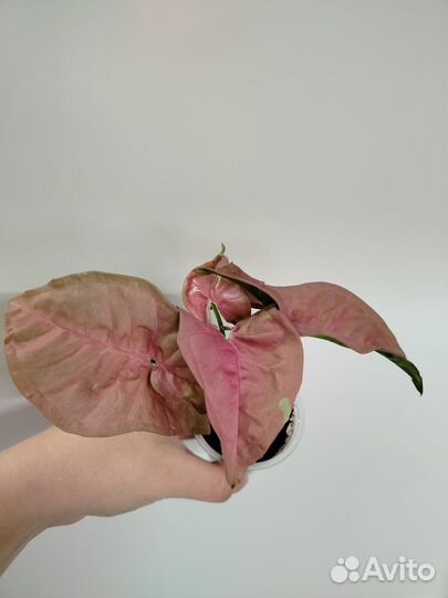 Сингониумы