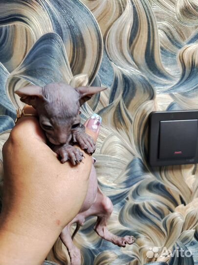 Котята сфинкс