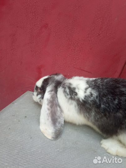 Кролики породы французский баран