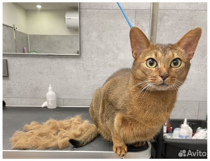 Груминг / Стрижка собак и кошек с выездом на дом