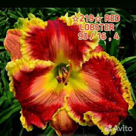 Лилейники сортовые Махровые