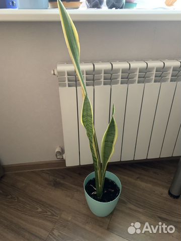 Комнатные цветы