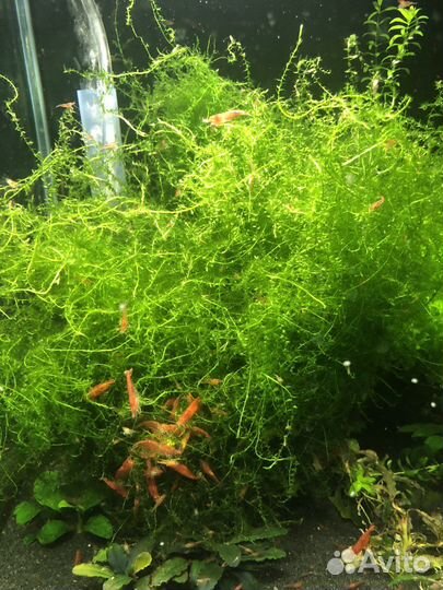 Мох для аквариума стринг