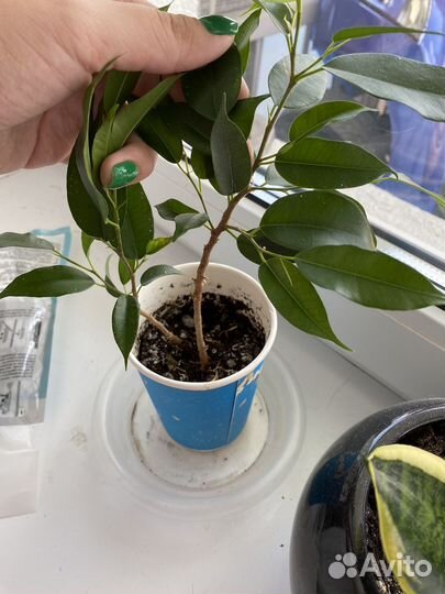 Фикус бенджамина