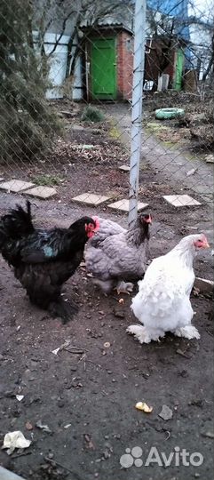 Цыплята яйцо орпингтон кохинхин