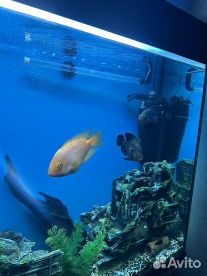 Рыба астронотус тигровый