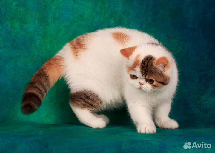 Супер ласковая милашка