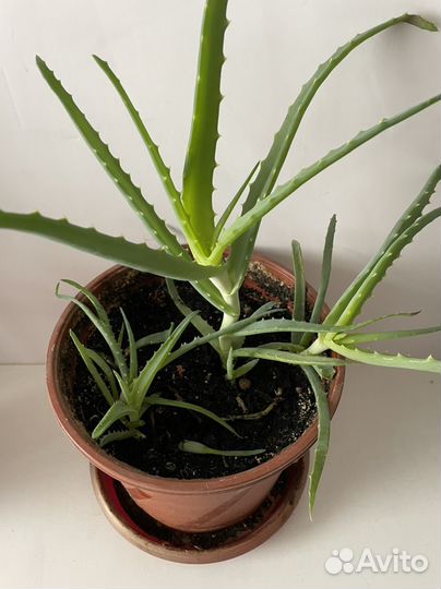 Алоэ древовидное, столетник, лечебное