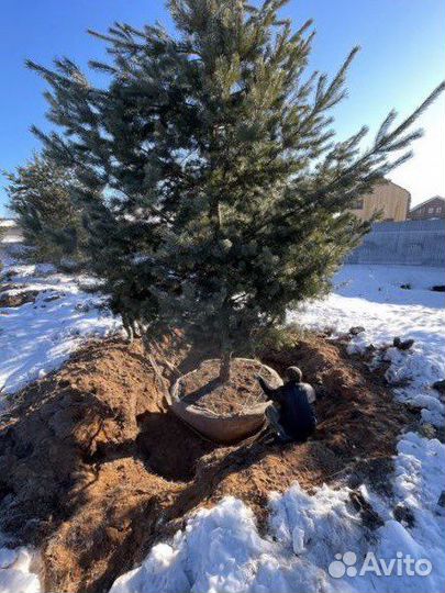 Сосна обыкновенная