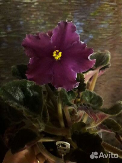 Домашняя цветущая Фиалка(сенполия)