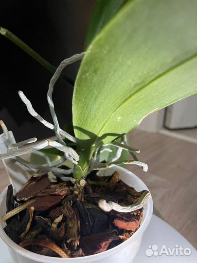 Pirate Picotee peloric орхидея фаленопсис