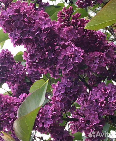 Саженцы сирени