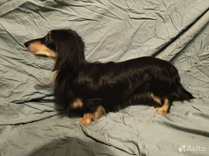 Вязка Такса