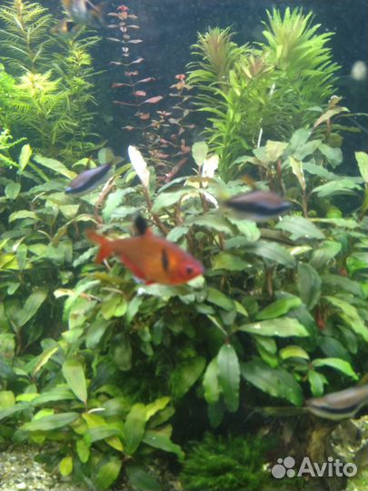 Буцефаландры