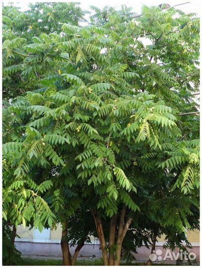 Маньчжурский орех