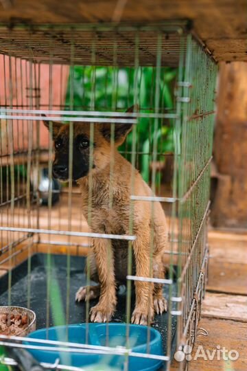 Спасите из приюта Синди