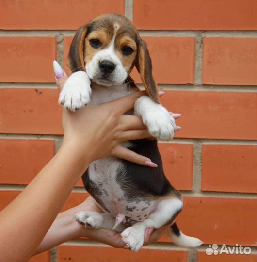 Щенки бигль