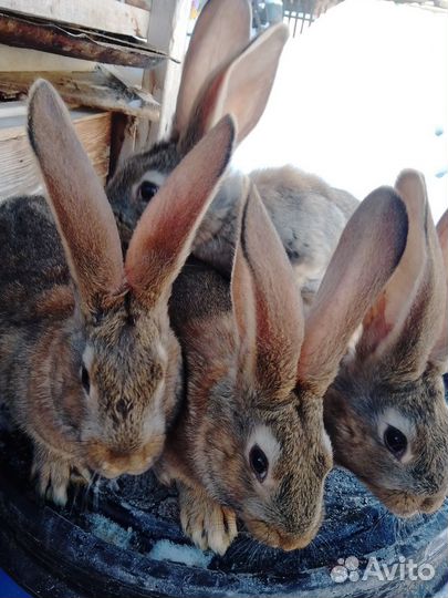 Кролики ризен