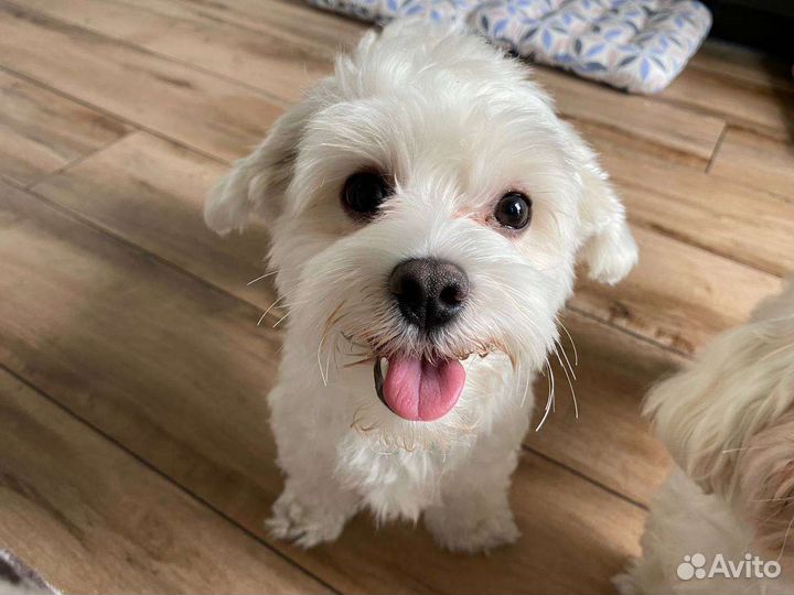 Передержка собак мелких пород