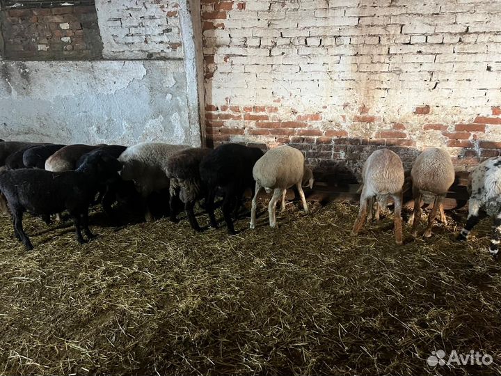 Продаются баранчики