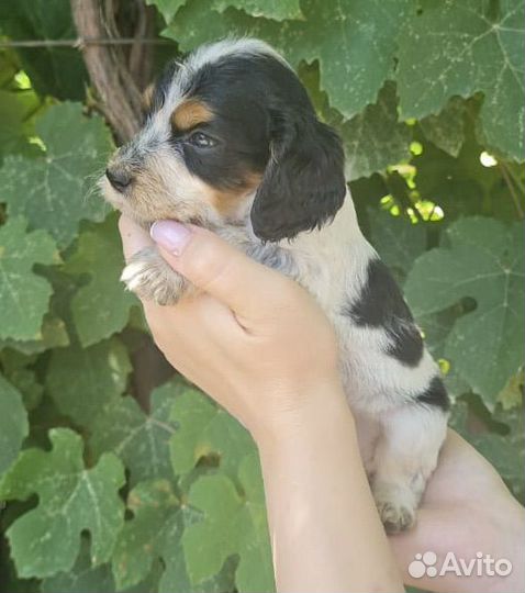 Щенки спаниеля